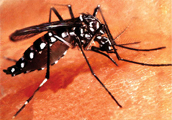 File:MosquitoAedes.jpg