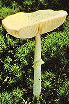File:Mushroom2.jpg