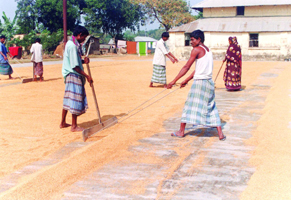 File:AgricultureDrying.jpg