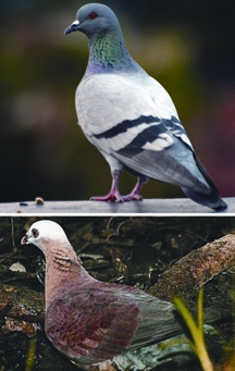 File:Pigeon&Dove1.jpg