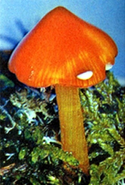 File:Mushroom1.jpg