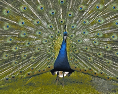 File:Peacock2.jpg