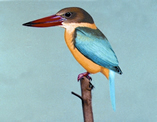 File:KingfisherStork-billed.jpg
