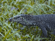 File:LizardVaranusBengalensis.jpg