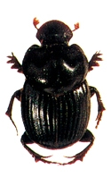 File:Beetle5Scarabaeid.jpg