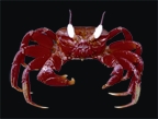 File:Crab11.jpg