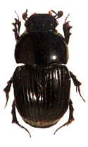 File:Beetle6Scarabaeid.jpg