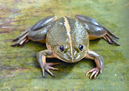 File:FrogToadEuphlyctisHexadactylus.jpg