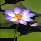 File:Lotus.jpg