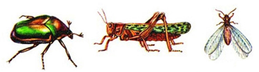 File:Insect3.jpg