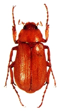 File:Beetle7Scarabaeid.jpg