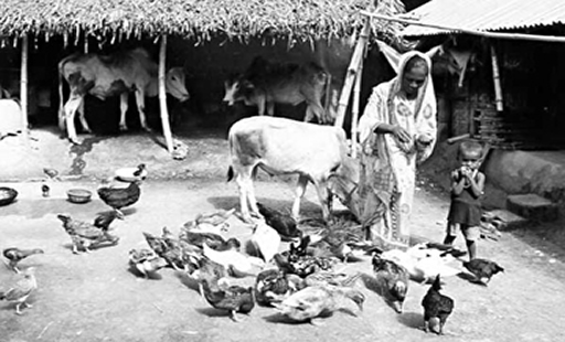 Livestock - Banglapedia
