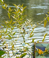 Image of Fresh Jute Leaves. Jute Cultivation In Bangladesh. Jute