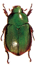 File:Beetle8Scarabaeid.jpg