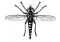Robar fly