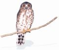 Brown Hawl Owl, Ninox scutulata