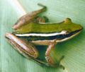 Two-striped Grass Frog