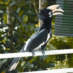 File:HornbillOrientalPied.jpg