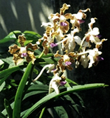 File:OrnamentalPlants4.jpg