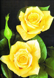 File:Rose 09.jpg