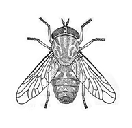 File:FlyHousefly.jpg
