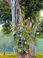 File:EpiphytePlantBat.jpg
