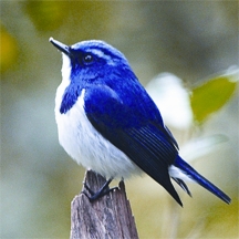 File:FlycatcherUtramarine.jpg