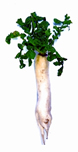 File:Radish.jpg