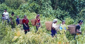 File:TribalCultureJhumCultivation.jpg