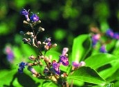 File:WildFlower12SagarNishinda.jpg