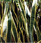 File:OrnamentalPlants8.jpg