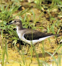 File:WaderCommonSendpiper1.jpg