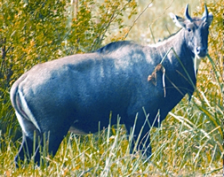 File:BoselaphusTragocamelus.jpg