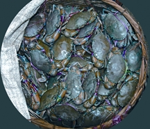 File:CrabAdat.jpg