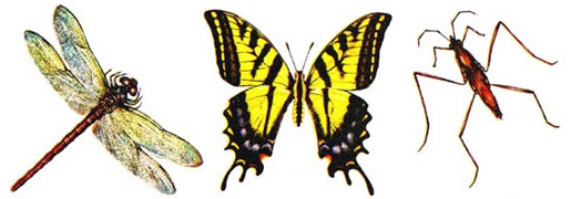 File:Insect2.jpg
