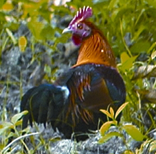 File:RedJunglefowl.jpg