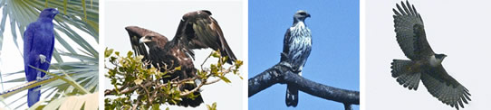 File:Eagle3.jpg