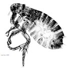 File:Flea2.jpg