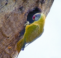 File:ParakeetGrey-headedParakeet.jpg