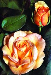 File:Rose 07.jpg