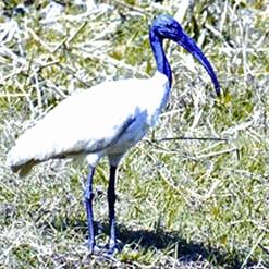 File:IbisRednaped.jpg