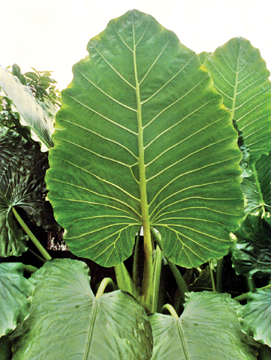 File:Aroid.jpg