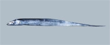 File:TrichiurusLepturus.jpg