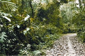 File:ForestEvergreen.jpg
