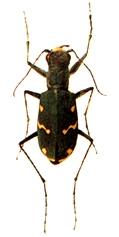 File:Beetle1Cicindelid.jpg