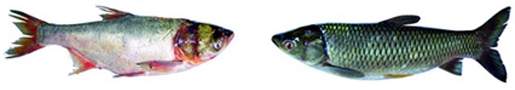 File:ExoticFish3.jpg