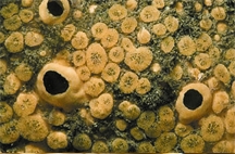 File:Coral3.jpg