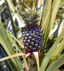 File:Painapple.jpg