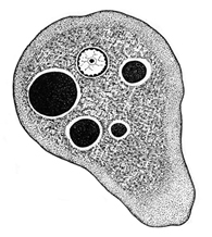 File:ProtozoaA.jpg