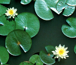 File:FloraPalant4.jpg